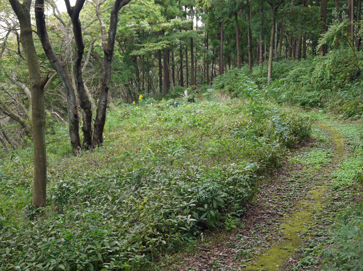 イロハモミジ植樹候補地整備：10・20六国見山定例手入れ_c0014967_21331535.jpg