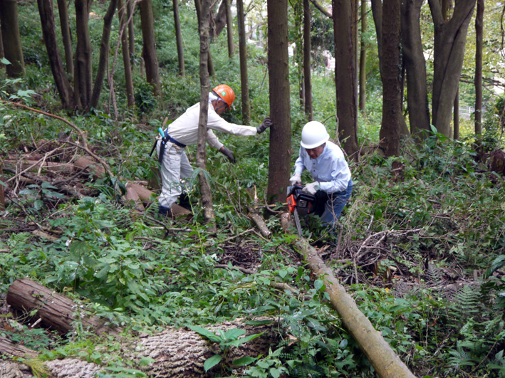 イロハモミジ植樹候補地整備：10・20六国見山定例手入れ_c0014967_21401776.jpg