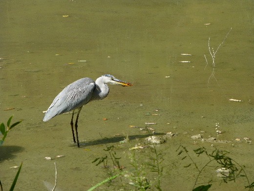 京都の旅・秋 （十一）　京都府立植物園・カワセミとアオサギ  _d0084473_14381456.jpg