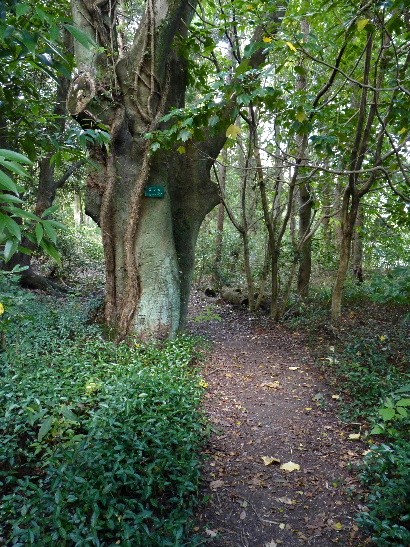 京都の旅・秋 （十一）　京都府立植物園・カワセミとアオサギ  _d0084473_14385460.jpg