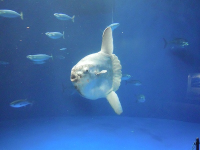 名古屋港水族館_a0235077_20104873.jpg