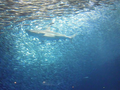 名古屋港水族館_a0235077_20131425.jpg