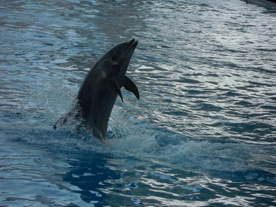 名古屋港水族館_a0235077_20214140.jpg