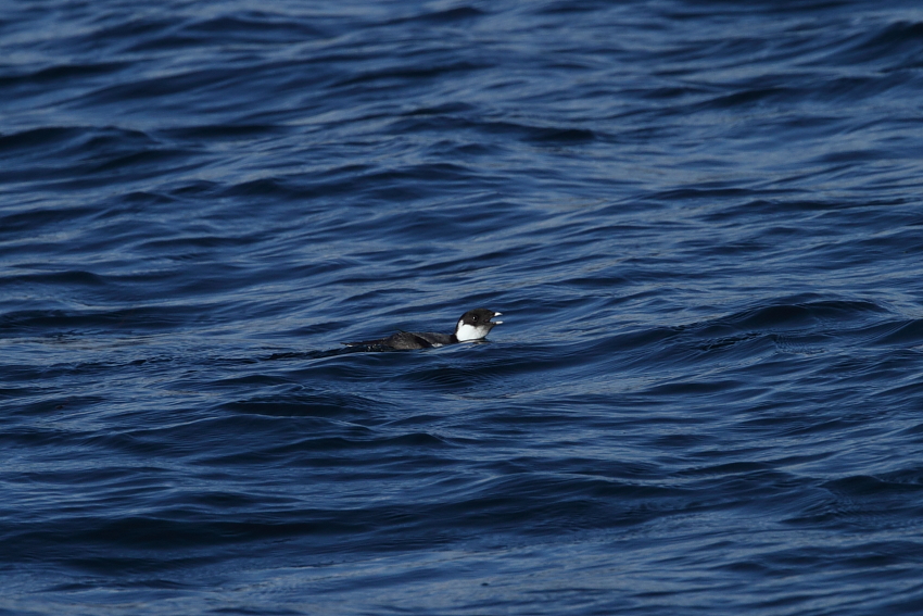 a0167480_8473630.jpg
