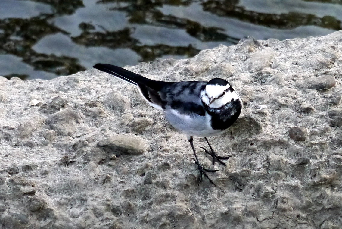 今日の鳥たち～セキレイ_e0086880_2124337.jpg