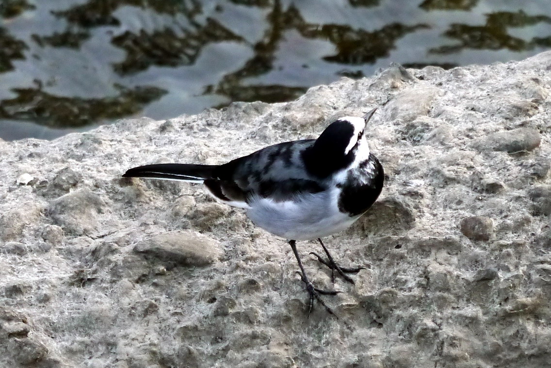 今日の鳥たち～セキレイ_e0086880_213191.jpg