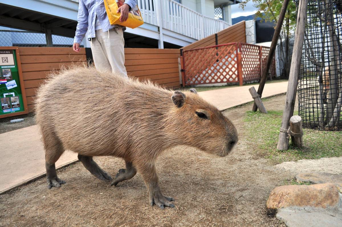 那須どうぶつ王国でカピバラざんまい_a0011690_1624239.jpg