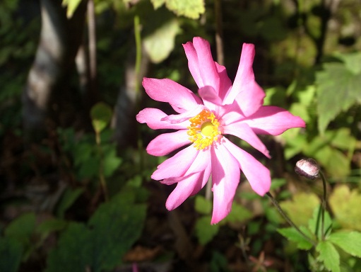 10月の庭_d0087595_9101089.jpg