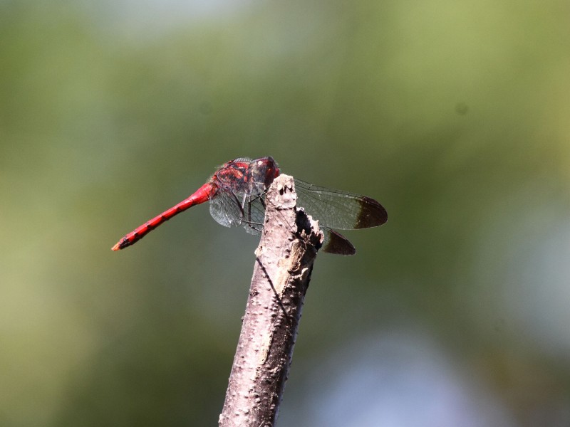 b0223198_20354630.jpg
