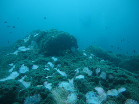 e0115199_2091837.jpg
