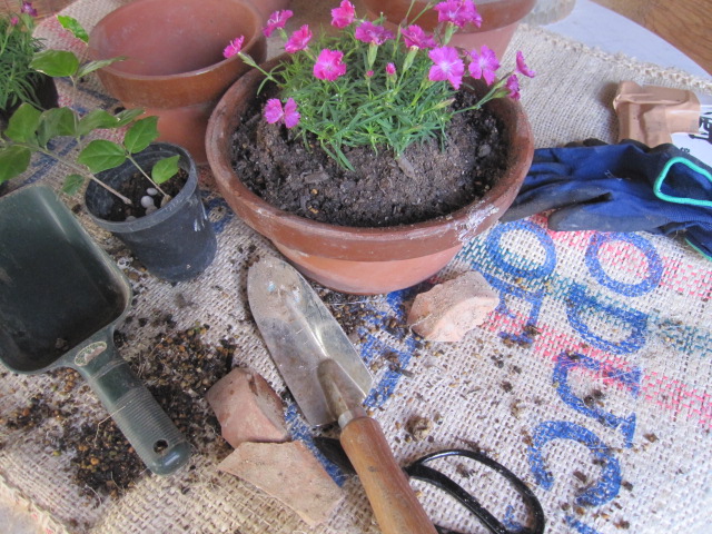 今日は草花の植え替え日和でした_e0181901_2240567.jpg