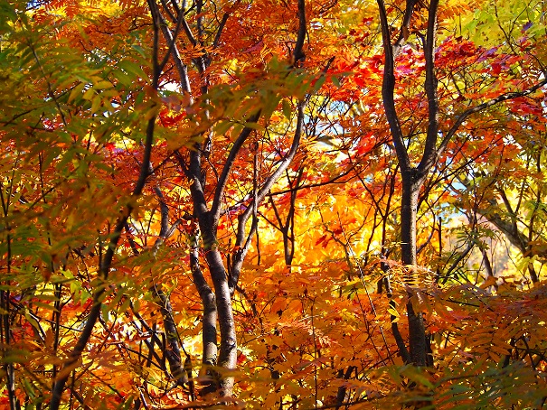 平瀬道の紅葉_b0213806_17154465.jpg