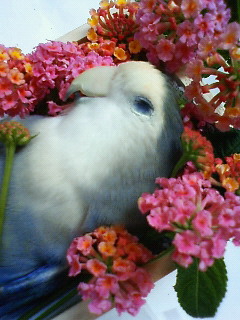 a0228408_3324647.jpg