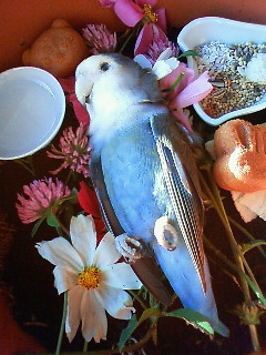 a0228408_334408.jpg