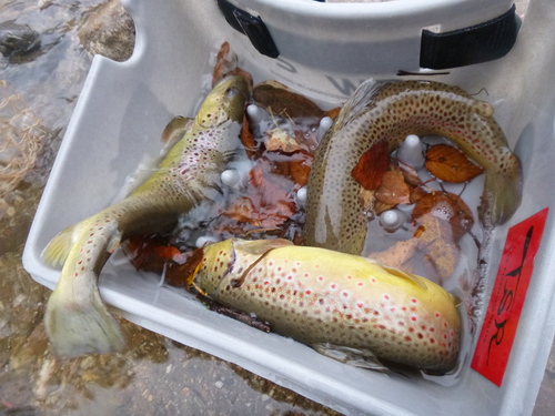 2012 紅葉真最中の丸沼湖釣行!_a0236914_179633.jpg