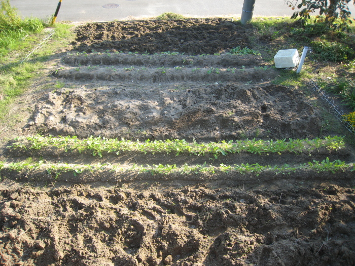 e0164622_2249092.jpg