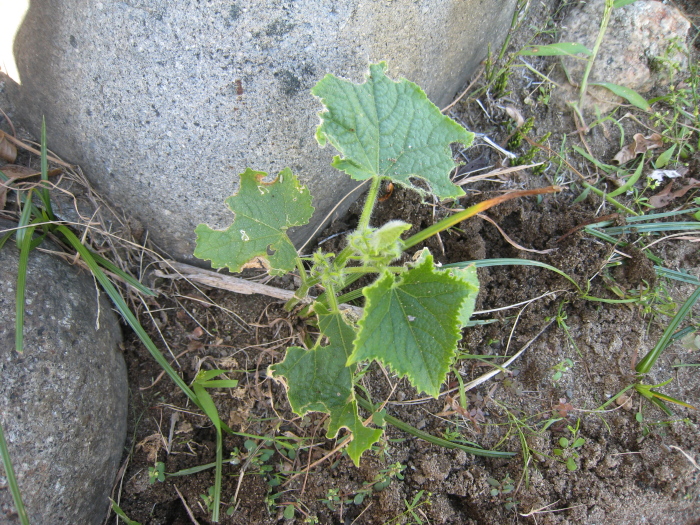 e0164622_22491092.jpg