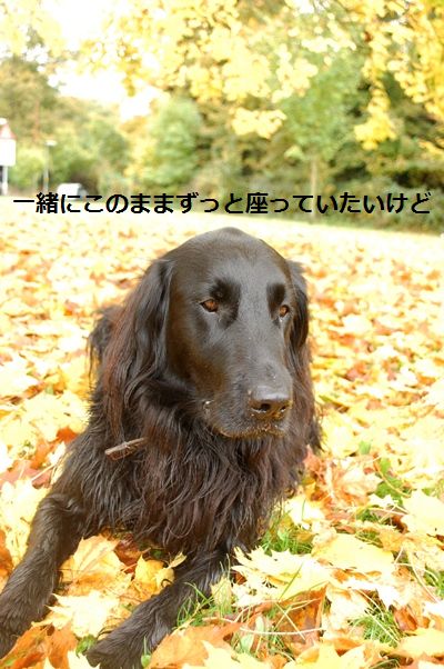 スターと秋のお散歩デート♡_d0104926_0252082.jpg