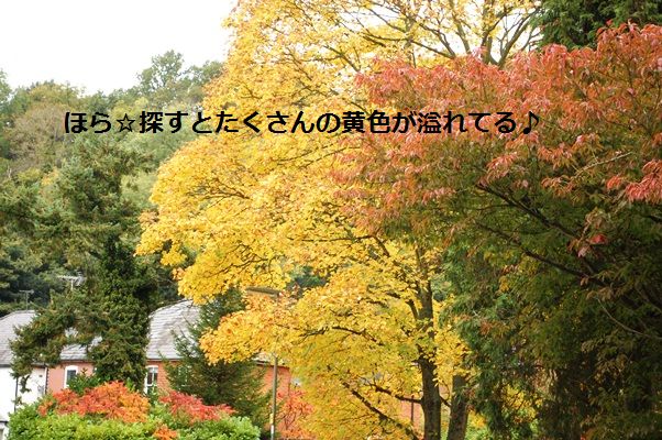 スターと秋のお散歩デート♡_d0104926_028454.jpg