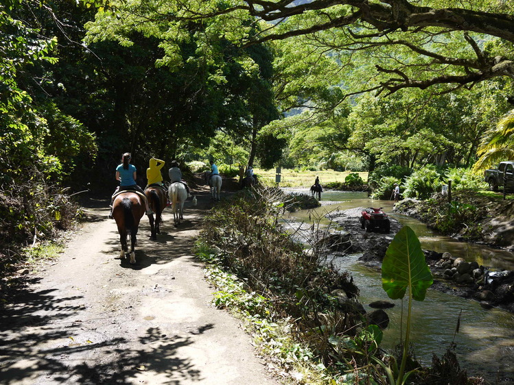 Big Island 神秘と癒しのエネルギー　Vol.2_a0224731_17504923.jpg