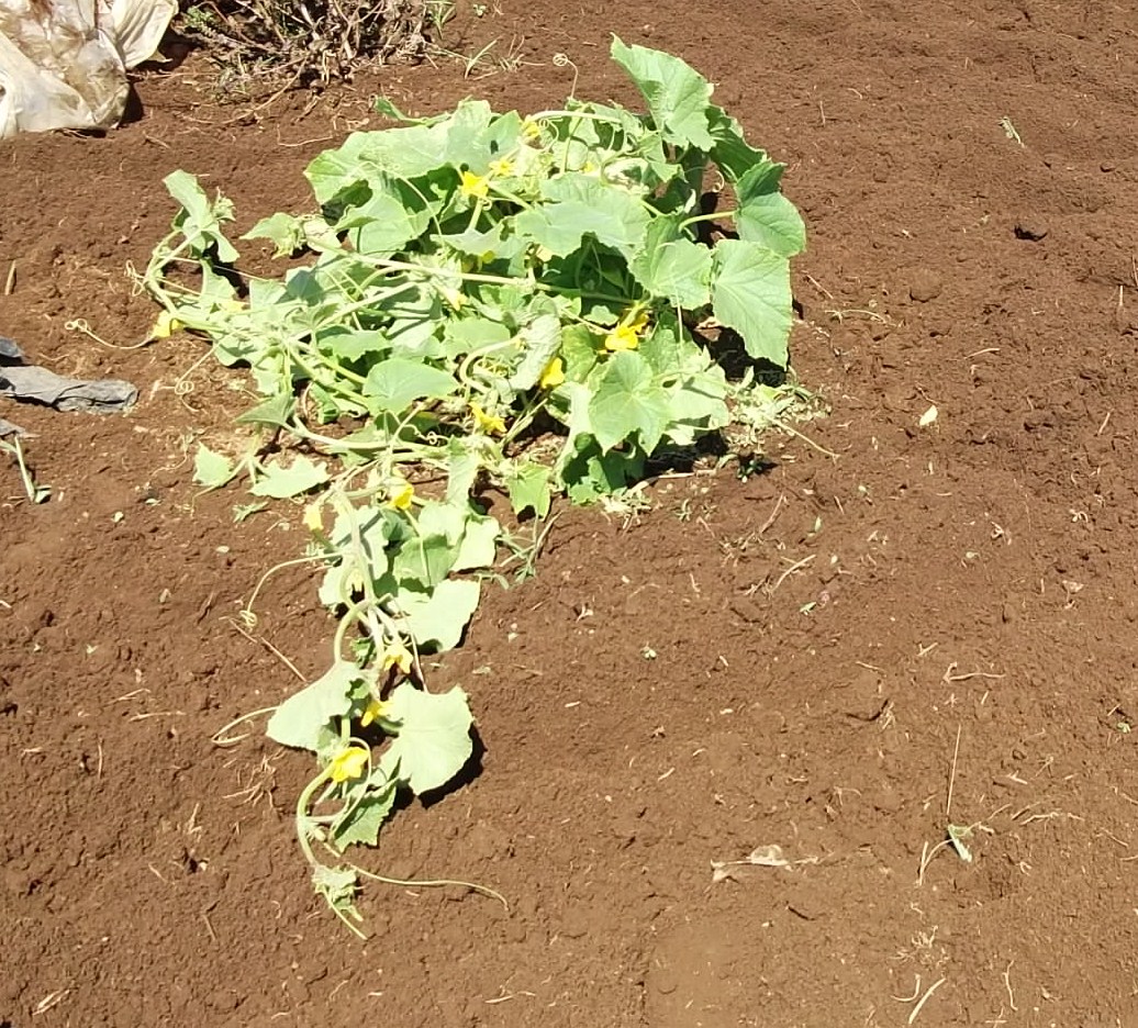 季節は秋ですが....収穫は夏野菜!_b0137932_7521643.jpg
