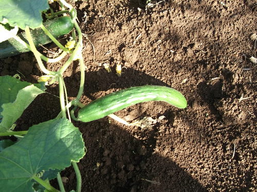 季節は秋ですが....収穫は夏野菜!_b0137932_75331.jpg