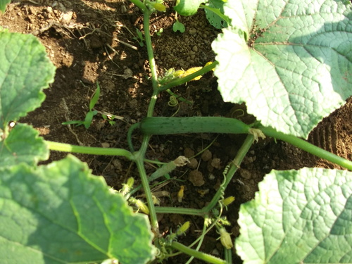 季節は秋ですが....収穫は夏野菜!_b0137932_7543013.jpg
