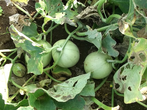 季節は秋ですが....収穫は夏野菜!_b0137932_7545569.jpg