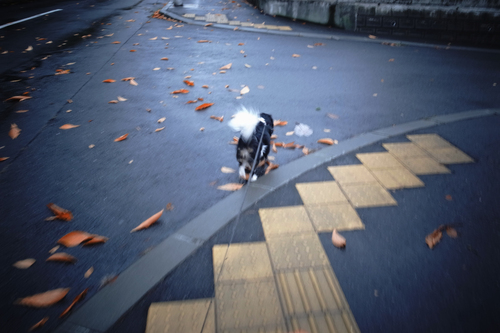 ケン太君の落葉拾い。_c0051132_20375515.jpg