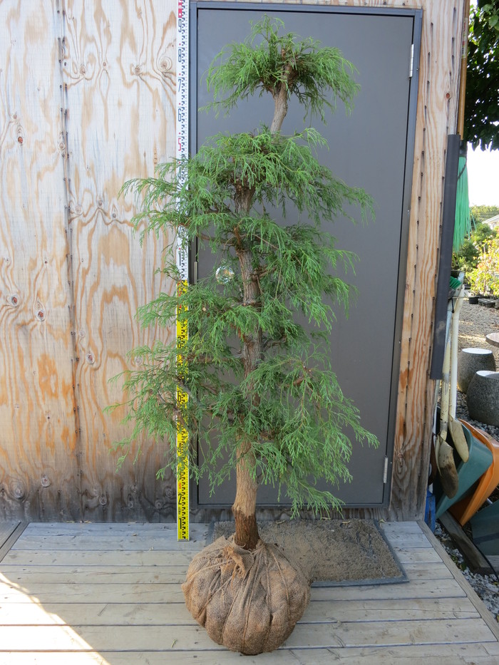 イトヒバ 糸檜葉 販売 画像 写真 価格 値段 庭木 安行 植木 : 田中園