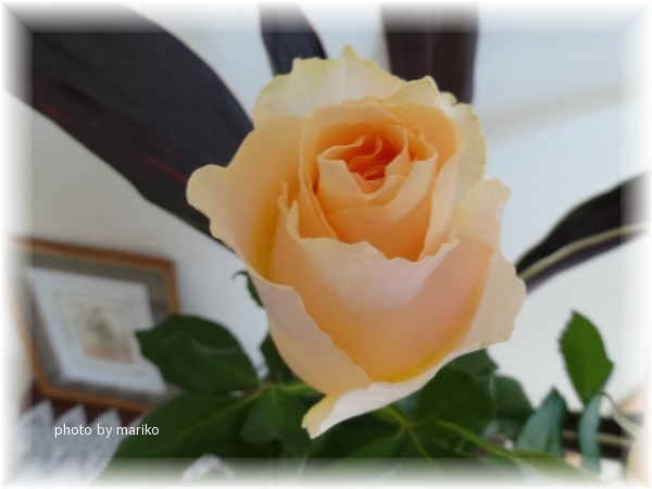 薔薇オークランド_d0165645_8504539.jpg