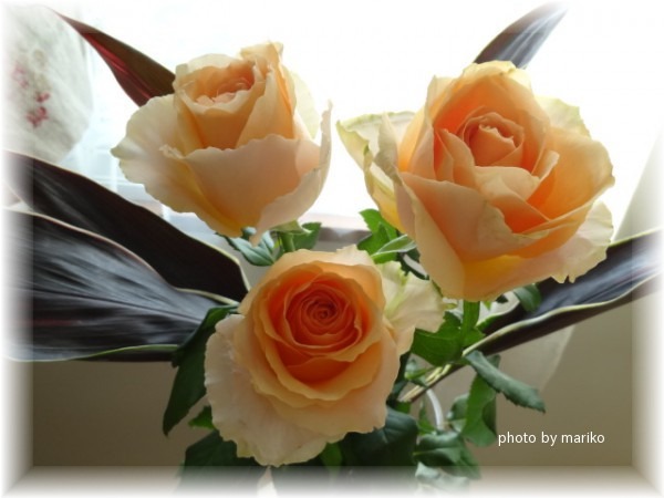 薔薇オークランド_d0165645_8543499.jpg