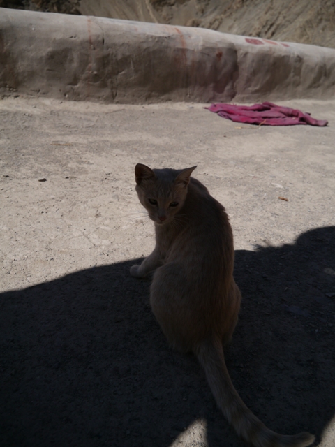 ラダックの旅10．リゾン・ゴンパと尼寺_e0158945_2215395.jpg