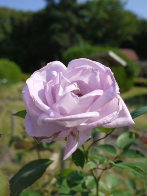 e0100046_20593952.jpg