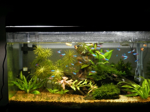 アクアリストへの軌跡