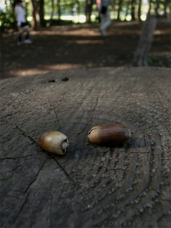 d0100156_222145.jpg