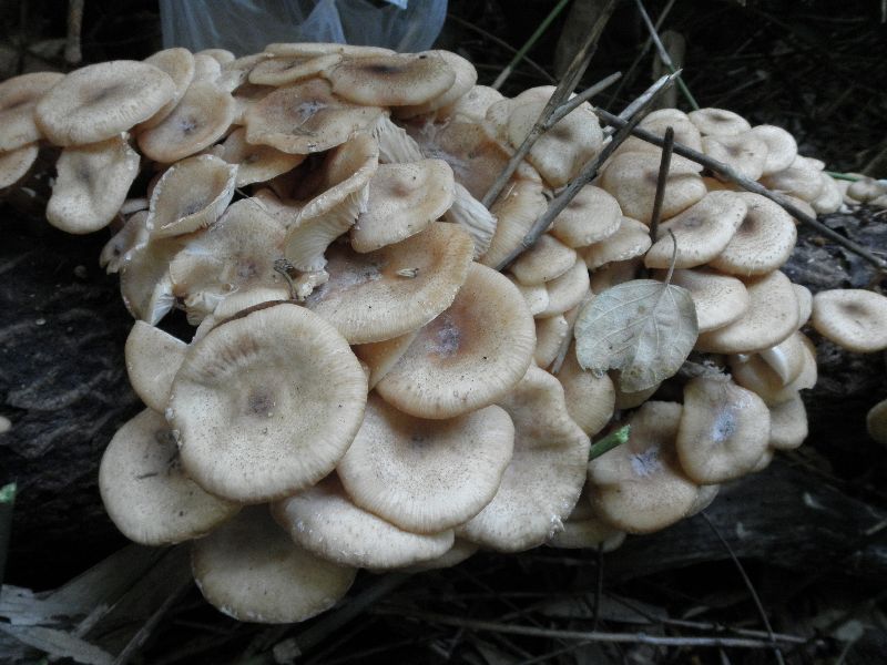 c0016259_20233769.jpg