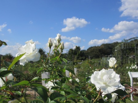 続・花フェスタ記念公園に行ってきました_a0243064_9483493.jpg