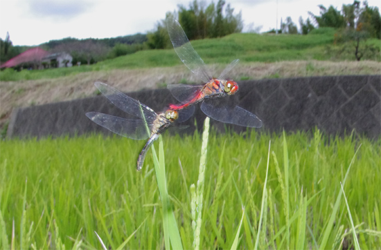 二番穂とナツアカネ_e0167571_22182368.jpg