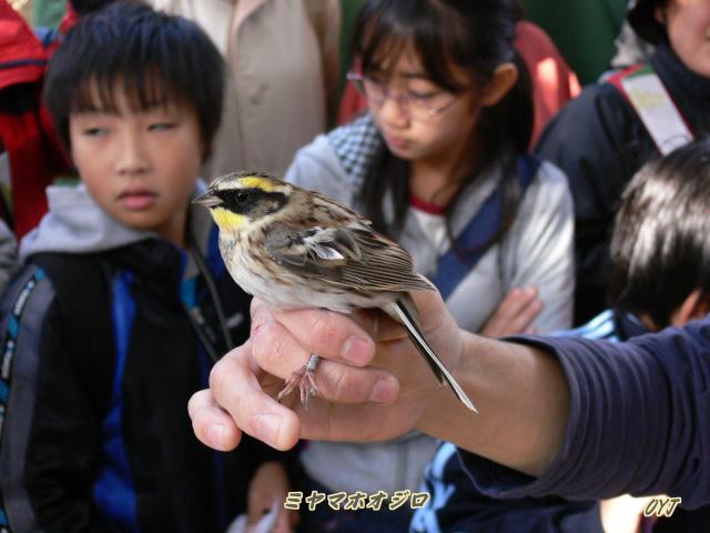 白神天狗山で「野鳥観察会」_f0166871_12212055.jpg