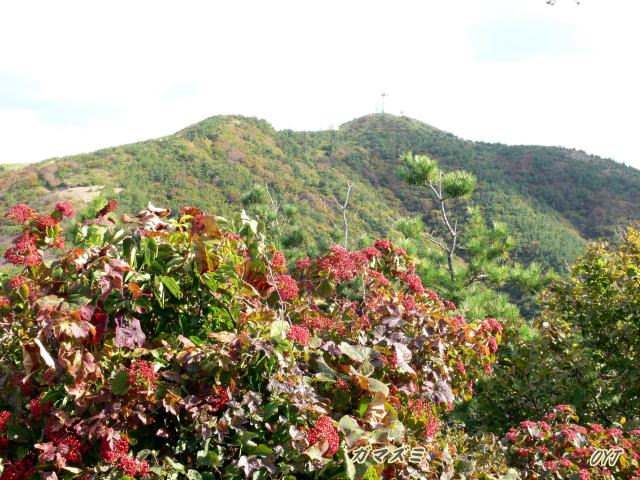 白神天狗山で「野鳥観察会」_f0166871_12225675.jpg