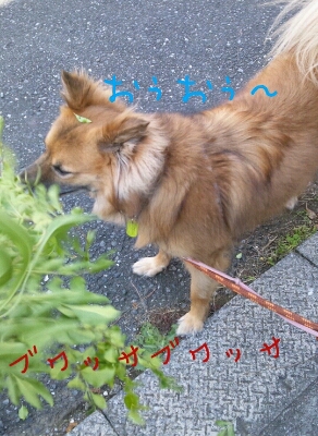 f0238772_2383337.jpg
