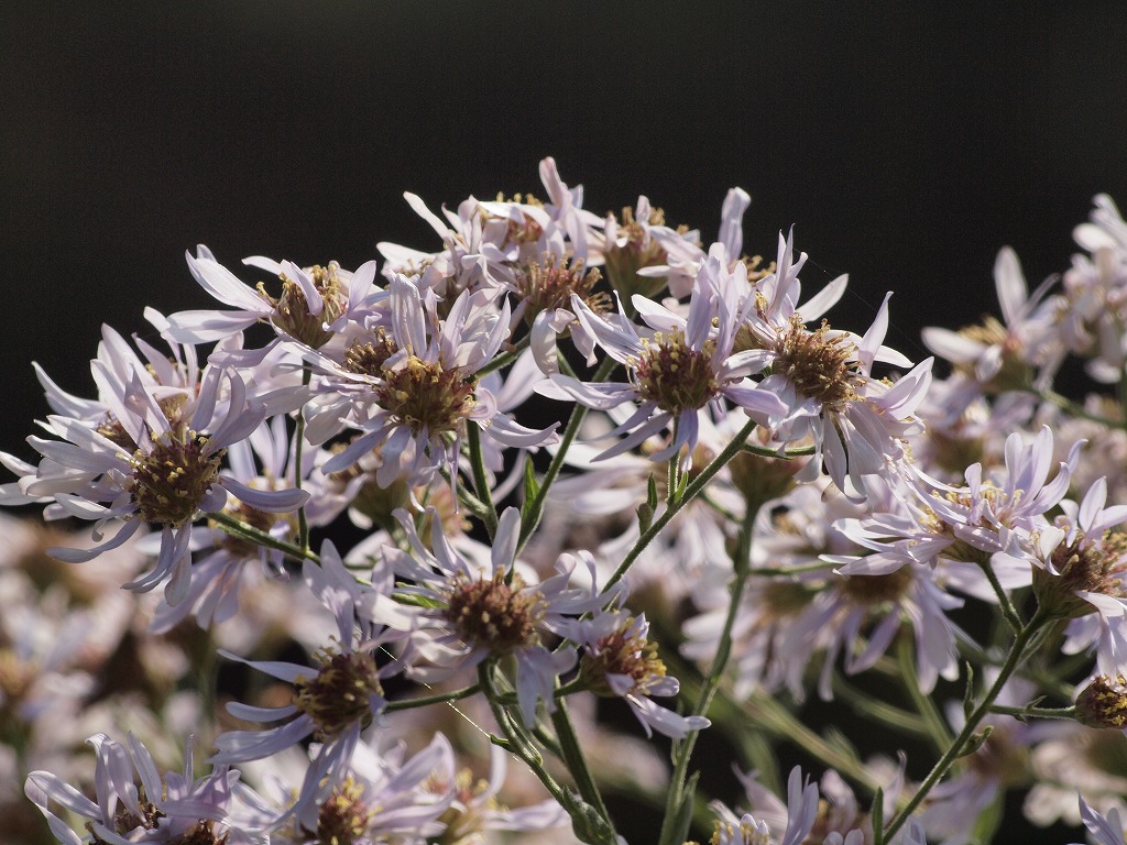 d0054276_20125655.jpg