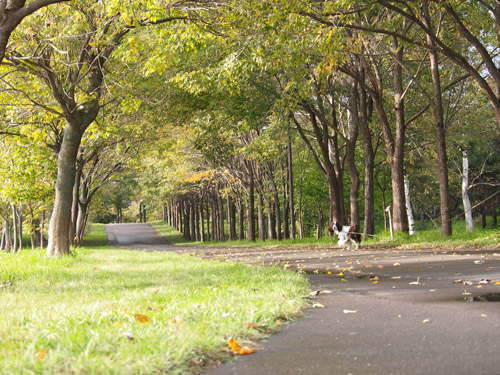 雨上がりの秋の公園_b0204977_13225219.jpg