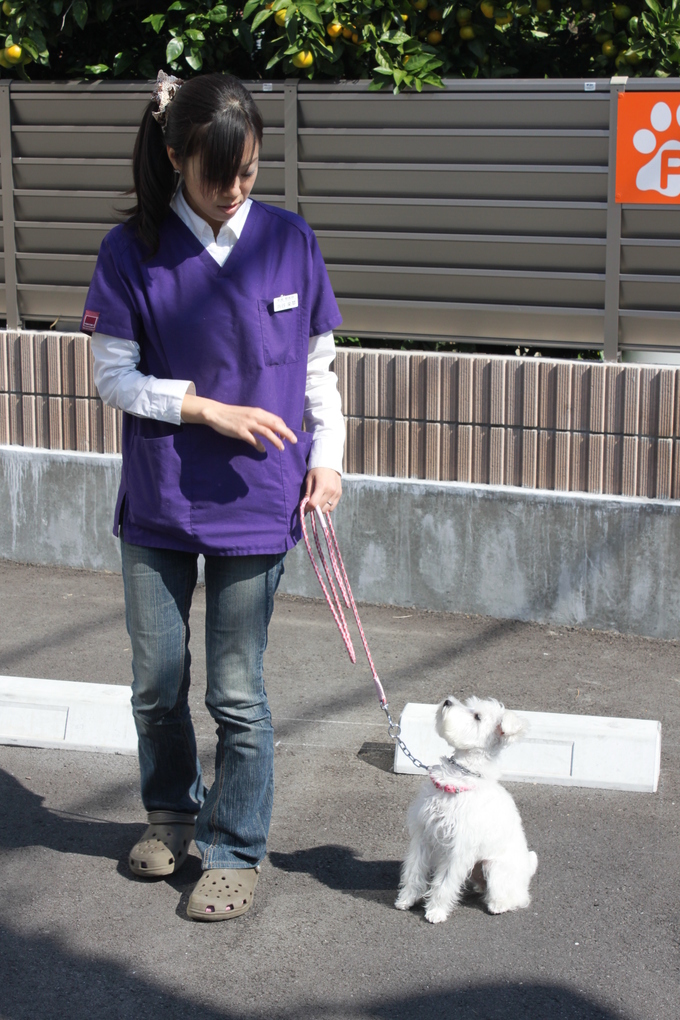 しぇろ警察犬宣言。_c0245679_1238179.jpg