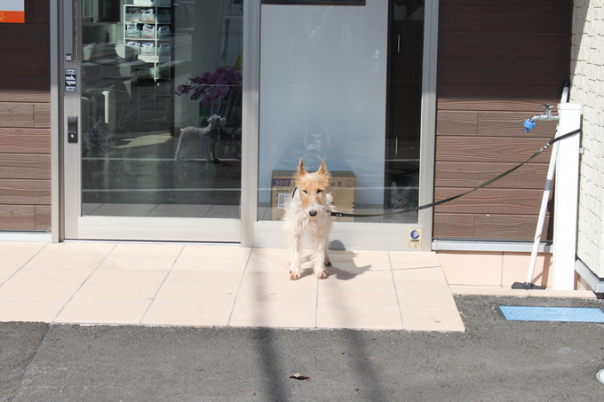 しぇろ警察犬宣言。_c0245679_12385629.jpg