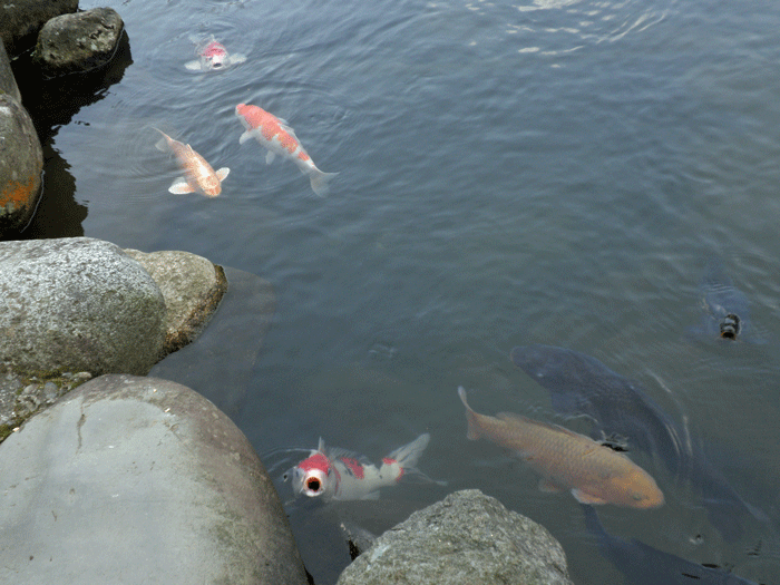 b0098881_1948462.gif