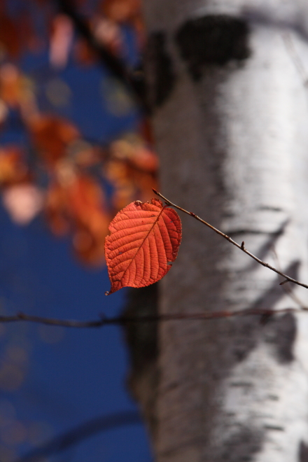 奥日光の紅葉　＜３＞　湯ノ湖周辺 ①　２０１２・１０・２０_e0143883_19135353.jpg