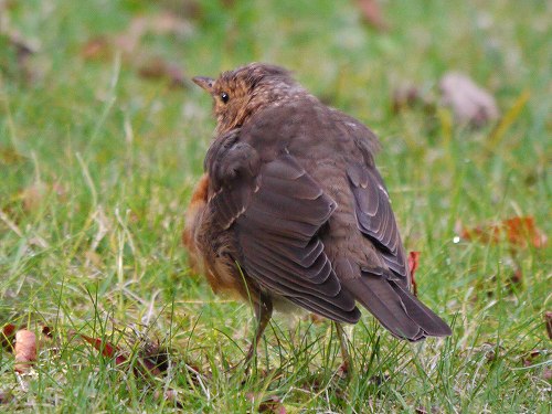 アカハラ（赤腹）・若鳥_d0088184_21565280.jpg