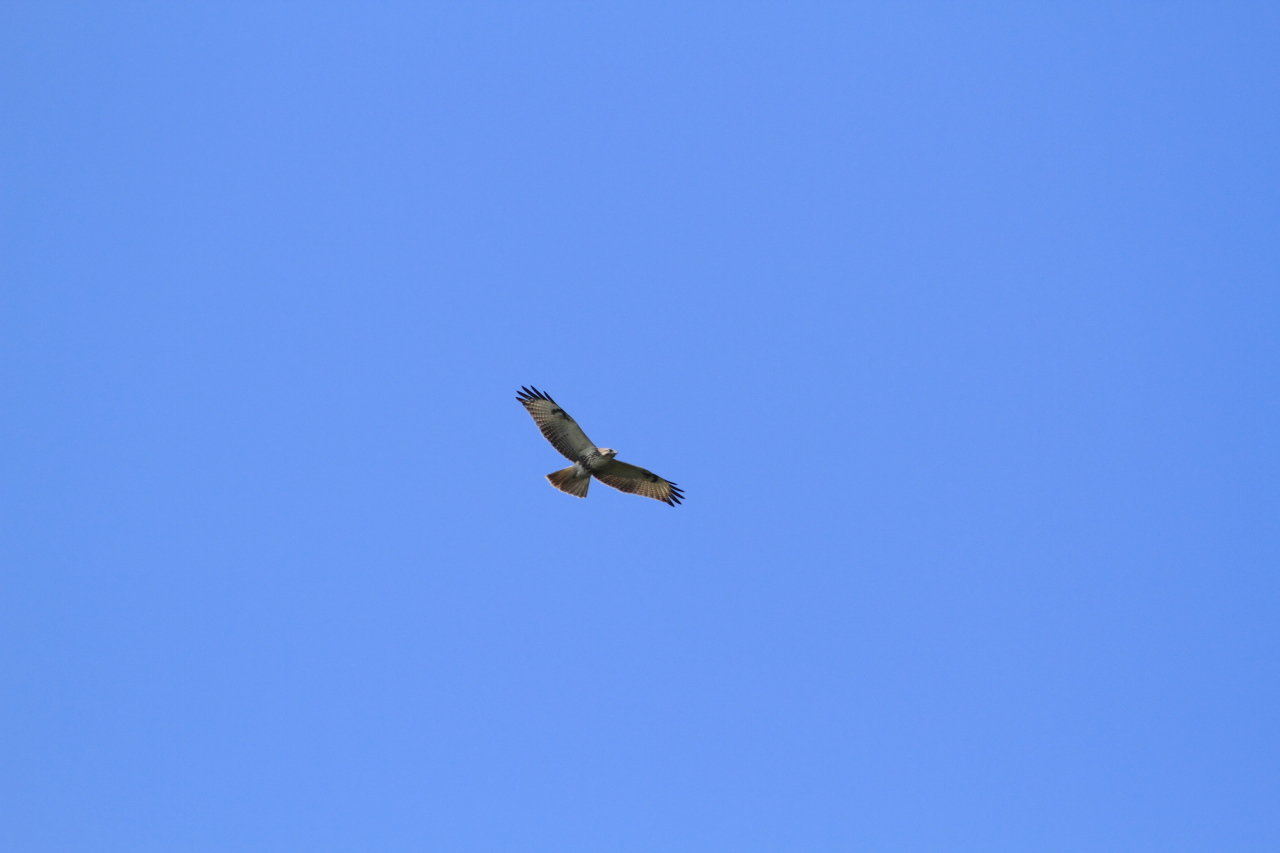 e0123889_21572390.jpg